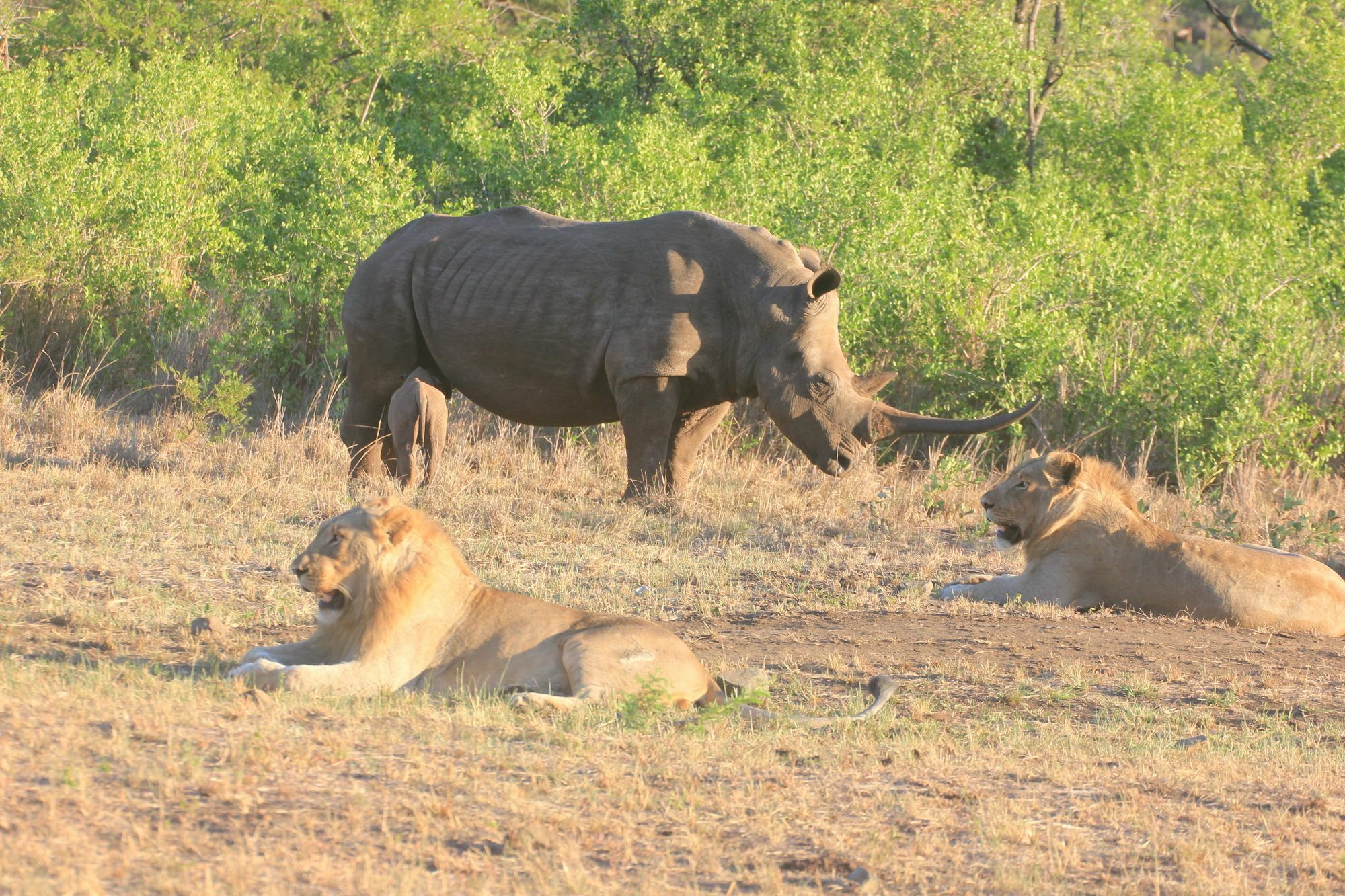 Rhino Ridge Safari Lodge KwaNompondo Zewnętrze zdjęcie